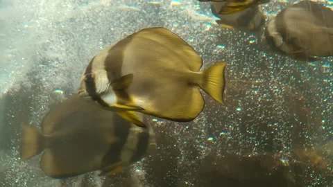 Ephippus orbis - round spadefish, batfish, platax floats in a water Stock Footage 303180221