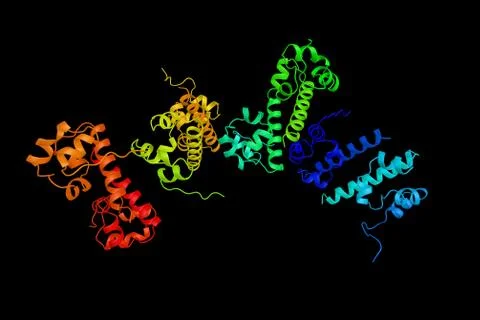 Ephrin type-B receptor 2, a protein which is a receptor for ephrin-B family.. Illustration