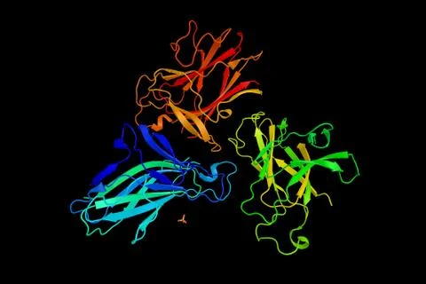 Ephrin type-B receptor 3, a protein which has been shown to interact with M.. Illustration