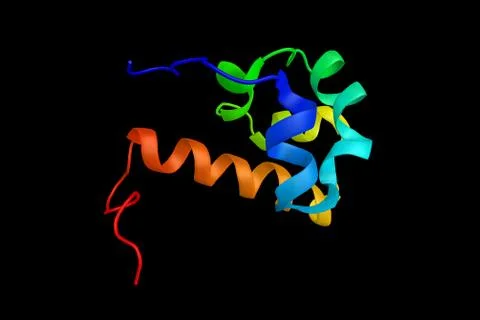 Ephrin type-A receptor 8, a protein which plays a role in short-range conta.. Illustration