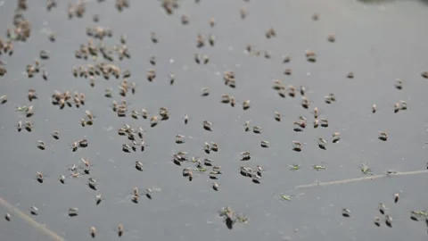Ephydridae or shore flies. Stock Footage 303486028