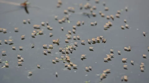 Ephydridae or shore flies. Stock Footage 303555159