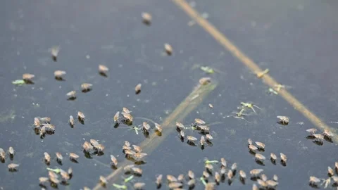 Ephydridae or shore flies. Stock Footage 303556868