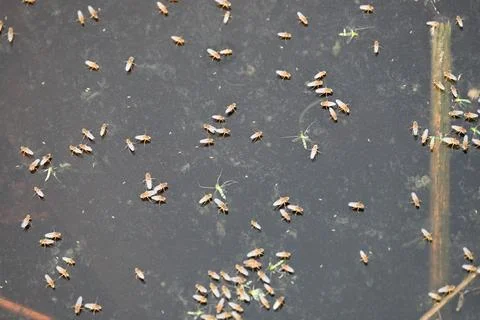 Ephydridae or shore flies. Stock Photos