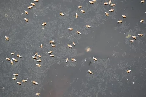 Ephydridae or shore flies. Stock Photos