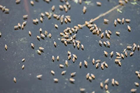 Ephydridae or shore flies. Stock Photos