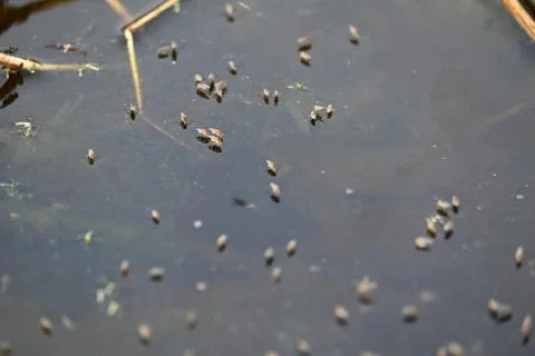 Ephydridae or shore flies. Stock Photos