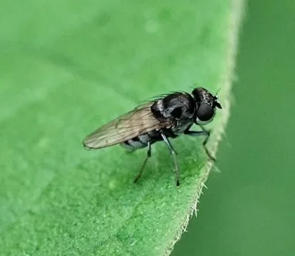 Ephydridae Stock Photos