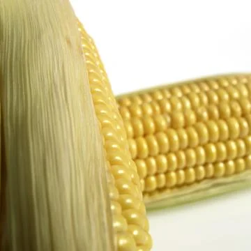 EPI DE MAIS Stock Photos