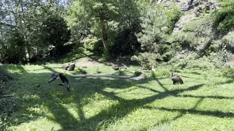 Epic 4K B-roll cinematic footage vultures eating raw meat. Stock Footage 203894431