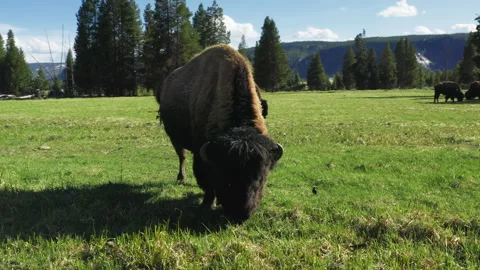 Epic 4K bison feeding, chewing grass on green forest meadow at blue river creek 스톡 동영상 240599514