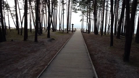 Epic 4K Drone Overflight Through Dense Woodland Path Stock Footage 323613017