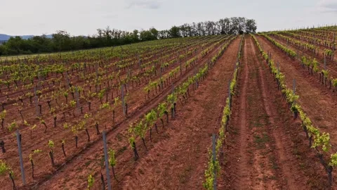 Epic 4K Vineyard Drone Shot – Hárslevelű Grapes Growing in Rural Hungary Stock Footage 335387779