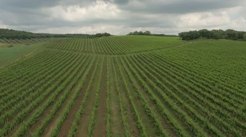 Epic Aerial Drone shot of a vineyard Stock Footage 64577348