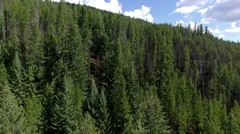 Epic Aerial of Evergreen Forest Stock Footage 69006232