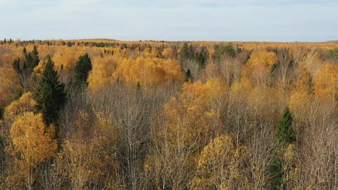 Epic Aerial Flight Over Forrest Sunset Colorful Autumn Trees Golden Hour Sunset Stock Footage 118066891