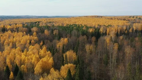 Epic Aerial Flight Over Forrest Sunset Colorful Autumn Trees Golden Hour Sunset Stock Footage 118069862