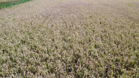 An Epic Aerial Odyssey Through the Explosive Beauty of Mature Rice Fields Stock Footage 259534242