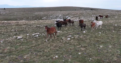 Epic Aerial Over Large Herd Of Wild Horses Running Galloping In Wild Nature Slow Stock Footage 211389836
