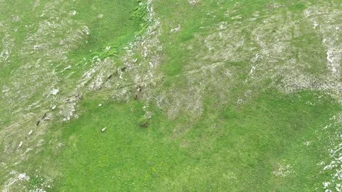 Epic Aerial Over Large Herd Of Wild Horses Running Galloping In Wild Nature Slow Stock Footage 243918044