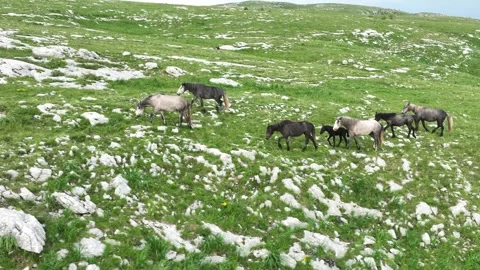 Epic Aerial Over Large Herd Of Wild Horses Running Galloping In Wild Nature Slow Stock Footage 243923338