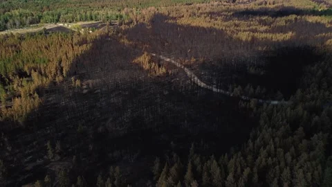 Epic aerial view of burned forest after fire. Large area of burned trees Stock Footage 165190970