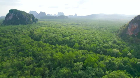 Epic aerial view of jungle forest and rocks, mountains. Tropical nature from Stock Footage 167970965