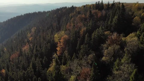 Epic aerial view of mixed spruce and deciduous green and orange autumn forest Stock Footage 120423347