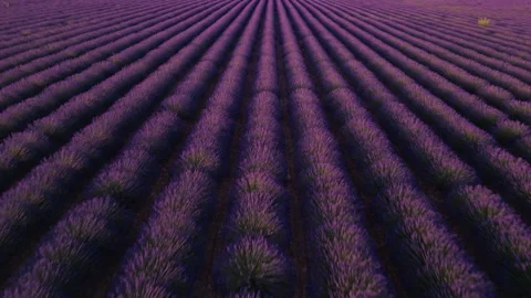 Epic Aerial View Over Lavender Fields at Sunset in Provence France. Slowly .. Stock Footage 312559285