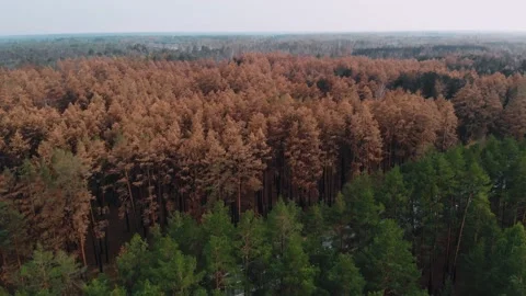 Epic aerial view of wild fire. The fire was stopped by the road. Aerial drone Stock Footage 157784794