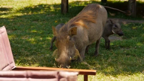 Epic appearance of warthog piglets and warthog mother inside the safari camp Stock Footage 106841866