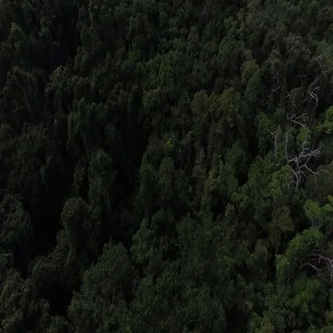 Epic Ariel Australian Rainforest Stock Footage