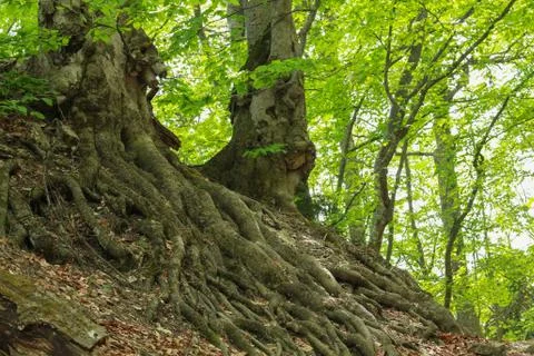 Epic Ash Tree roots Stock Photos
