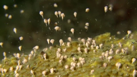 Epic awesome coral spawning close up star coral on caribbean stock footage video Stock Footage 78198832