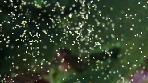 Epic awesome coral spawning with shallow depth of field CU stock footage video Stock Footage 78207855