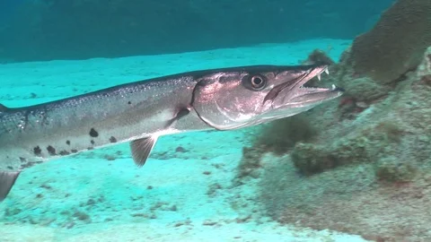 Epic awesome shot of barracuda with large teeth Stock Footage 77105259