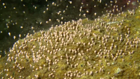 Epic awesome star coral spawning CU caribbean coral reef stock footage video Stock Footage 78198967