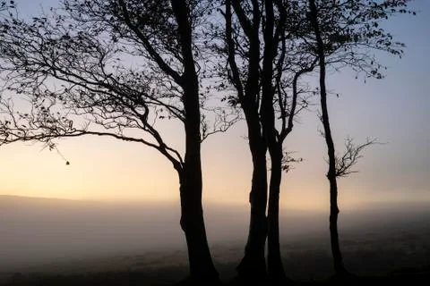 Epic bare tree lanscape image against vibrant dramatic sunset sky with fog ro Stock Photos