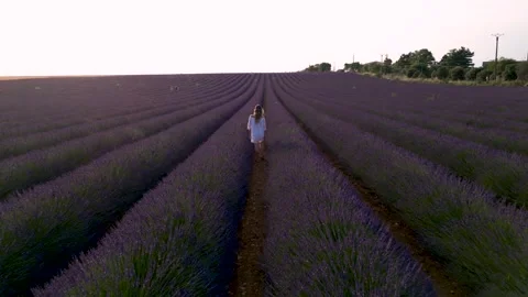 Epic Beautiful Lavender Field at Sunset Pretty Girl Walks in White Dress Th.. Stock Footage 314410251