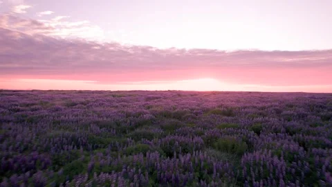 Epic Beautiful Low Aerial Flight Over Purple Lupines Flowers Field During Pink Stock Footage 256715469