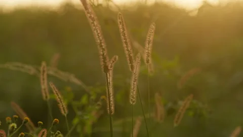 Epic beautiful sunrise in the wheat field Stock Footage 288784053