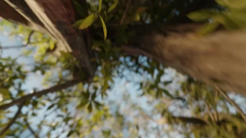 Epic beautiful tree. Tree symbol of life and mother nature. Camera spiral Stock Footage 246428972