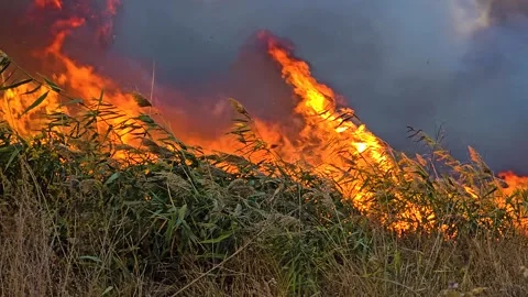Epic big fire in nature park. Fire is destroying nature. Climate emergency Stock Footage 305792860