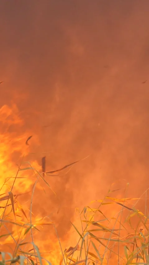 Epic big fire in nature park. Grass is burning, black smoke is rising from sky Stock Footage 306553783