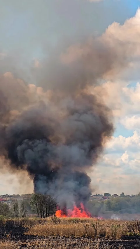 Epic big fire in nature park. Fire is destroying nature. Climate emergency Stock Footage 307753798