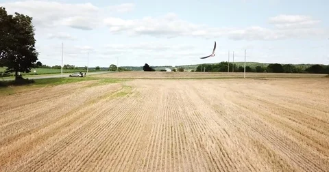 Epic Birds Fly By Drone Flight Video stock 79546173