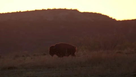 Epic Bison American Buffalo Sunset Walk Wild American Western Beautiful Stock Footage 278273469