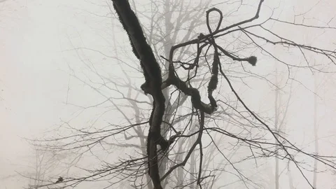 Epic Braches in The Misty Forest Stock Footage 99727068