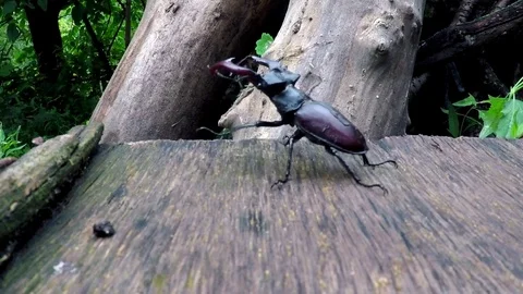 Epic bug fail Stock Footage 92802014