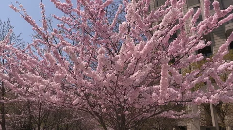 Epic Cherry blossoms in full bloom Stock Footage 49730264